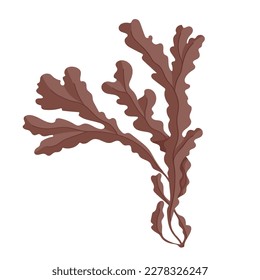 Seaweed. Marine flora. Vector graphics.