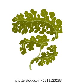 Seaweed. Marine flora. Vector graphics.