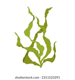 Seaweed. Marine flora. Vector graphics.