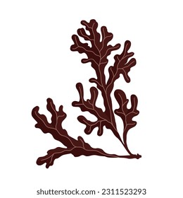 Seaweed. Marine flora. Vector graphics.