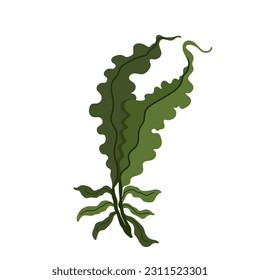 Seaweed. Marine flora. Vector graphics.