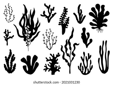 seaweed marine set of professional elements. isolated on white background