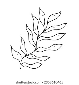 Seaweed. Ocean plant. Hand drawn doodle style. Vector illustration isolated on white. Coloring page.