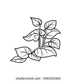 Seaweed on the stem coloring book linear drawing isolated on white background