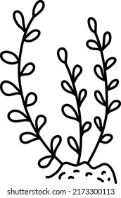 algas de fondo blanco
