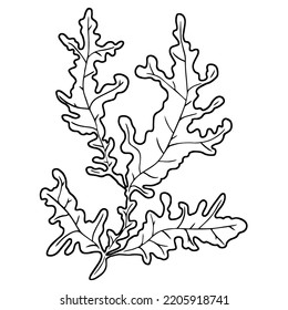 Seaweed, Outline Vector Drawing With Black Line Isolated On White Background. Coloring. Hand-drawn Close-up Element Of The Sea.