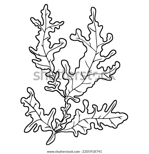 Seaweed Outline Vector Drawing Black Line Stock Vector (Royalty Free ...