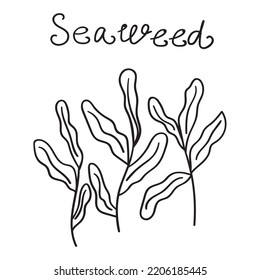 Seaweed. Outline Vector Illustration On White Background.