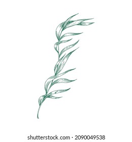 Seaweed Plant With Long Leaves, Engraving Hand Drawn Vector Illustration Isolated On White Background. Underwater Ocean Seaweed Or Algae Grass In Hand Drawing Style.