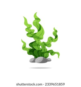Seaweed plant vector isolated white background