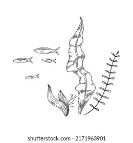 Seaweed plants with fish floating at backdrop, sketch style hand drawn vector illustration isolated on white background. Marine seaweeds, sea flora and fauna.