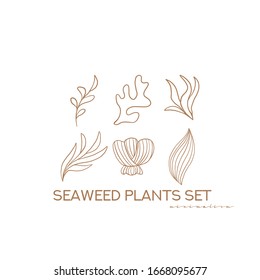 Seaweed plants set. Vector underwater nature design elements. Illustration of marine reef flora outline seaweed and corals isolated on white background. Minimalist Design elements