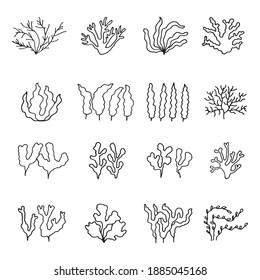 seaweed sea drawing vector sketch set