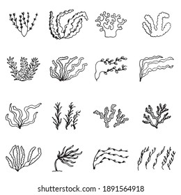 seaweed sea green vector sketches set