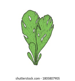 Seaweed. Sea plants, algae. Hand drawn vector illustration. 
