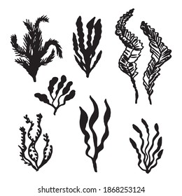 seaweed sea set vector sketch