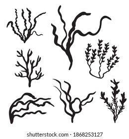 seaweed sea set vector sketch