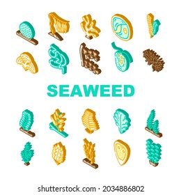 Seaweed Sea Underwater Plant Icons Set Vector. Padina And Japanese Kelp, Sargassum Horneri And Arthrospira Plantesis, Plumose Egagropylus Linnaeus Ocean Grow Herb Isometric Sign Color Illustrations