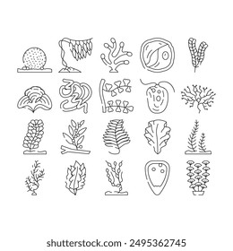 Conjunto de iconos de plantas submarinas de mar de algas Vector. Padina Y Algas Japonesas, Sargassum Horneri Y Arthrospira Plantesis, Undaria Plumose Y Egagropylus Linnaeus Ocean Cultivan Ilustraciones De Contornos De Hierbas