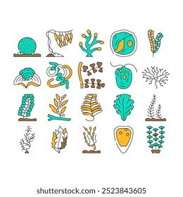 Conjunto de iconos de plantas submarinas de algas marinas Vector. Padina Y Kelp Japonés, Sargassum Horneri Y Arthrospira Plantesis, Undaria Plumose Y Egagropylus Linnaeus Ocean Cultivan Ilustraciones De Contorno De Hierbas