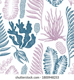 Seaweed seamless pattern. Hand drawn vector seaweeds illustration. Engraved style sea food banner. Retro sea plants background