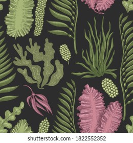 Seaweed seamless pattern. Hand drawn vector seaweeds color illustration. Engraved style sea food banner. Retro sea plants background