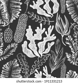 Seaweed seamless pattern. Hand drawn vector seaweeds illustration on chalk board. Engraved style sea food banner. Vintage sea plants background