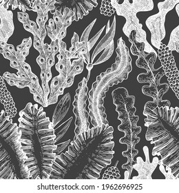Seaweed seamless pattern. Hand drawn vector seaweeds illustration on chalk board. Engraved style sea food banner. Vintage sea plants background