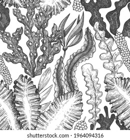 Seaweed seamless pattern. Hand drawn vector seaweeds illustration. Engraved style sea food banner. Retro sea plants background