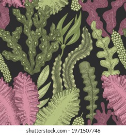 Seaweed seamless pattern. Hand drawn vector seaweeds color illustration. Engraved style sea food banner. Retro sea plants background