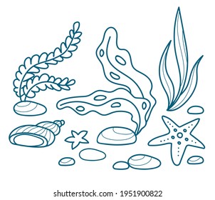 Seaweed, seashells, starfishes and pebble. Vector outline illustration with seabed items. 