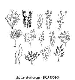 Seaweed set. Isolate on white background, outline, hand drawing.