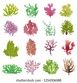 Seaweed Set. Sea Plants, Ocean Algae And Aquarium Kelp. Underwater Seaweeds Vector Isolated Set