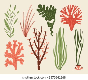 Ilustración vectorial de algas aisladas en blanco. Plantas marinas y algas marinas acuáticas.