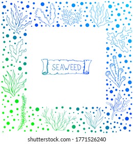 Algas marinas. Ilustración aislada de vectores con un conjunto de algas.  Elementos aislados. Plantas submarinas marinas. Plantas en el océano.   Tema de verano para imprimir sobre ropa, telas, postales, papel pintado.
