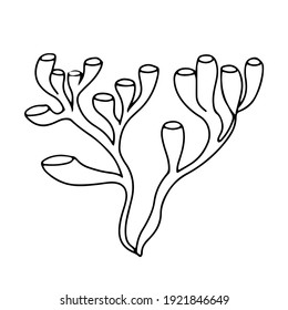 Seaweed set. Water grass. Freehand coloring book. Vector illustration isolated on white background