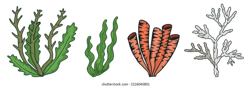 Algas marinas. Ilustración vectorial de césped de agua aislada en fondo blanco