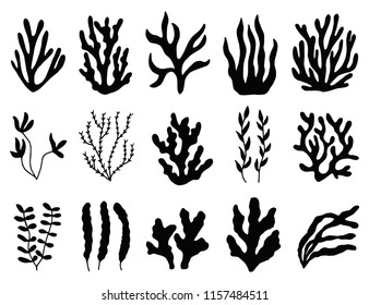 seaweed silhouette isolated. Marine plants on white background.