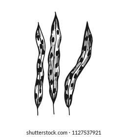 seaweed. simple sketch vector isolated. black silhouette.