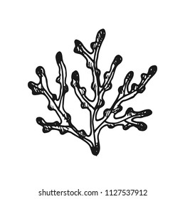 seaweed. simple vector sketch isolated on white background.