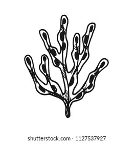 seaweed. simple vector sketch isolated black and white.