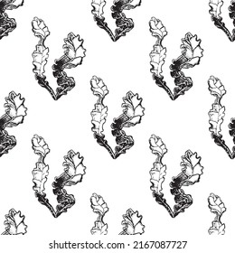 Seaweed sketch graphic element. Black sketch engraved style. Hand drawing seamless pattern on white background.