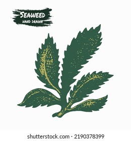 Seaweed sketch graphic element. Color sketch engraved style. Hand drawing vector illustration isolated.