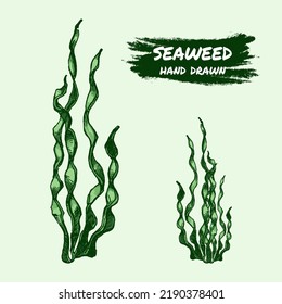 Seaweed sketch graphic element. Color sketch engraved style. Hand drawing vector illustration isolated.