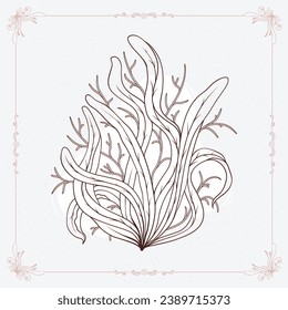 Seaweed sketch. hand drawn Seaweed outline illustration. Seaweed black and white vector drawing. Seaweed isolated on white background. vector illustration. Seaweeds line art drawing. Seagrass.