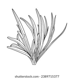 Seaweed sketch. hand drawn Seaweed outline illustration. Seaweed black and white vector drawing. Seaweed isolated on white background. vector illustration. Seaweeds line art drawing. Seagrass.