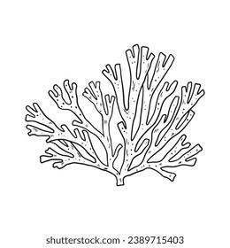 Seaweed sketch. hand drawn Seaweed outline illustration. Seaweed black and white vector drawing. Seaweed isolated on white background. vector illustration. Seaweeds line art drawing. Seagrass.
