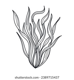 Seaweed sketch. hand drawn Seaweed outline illustration. Seaweed black and white vector drawing. Seaweed isolated on white background. vector illustration. Seaweeds line art drawing. Seagrass.