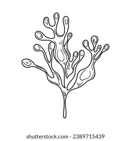 Seaweed sketch. hand drawn Seaweed outline illustration. Seaweed black and white vector drawing. Seaweed isolated on white background. vector illustration. Seaweeds line art drawing. Seagrass.