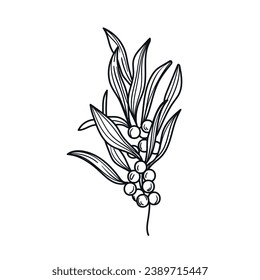 Seaweed sketch. hand drawn Seaweed outline illustration. Seaweed black and white vector drawing. Seaweed isolated on white background. vector illustration. Seaweeds line art drawing. Seagrass.